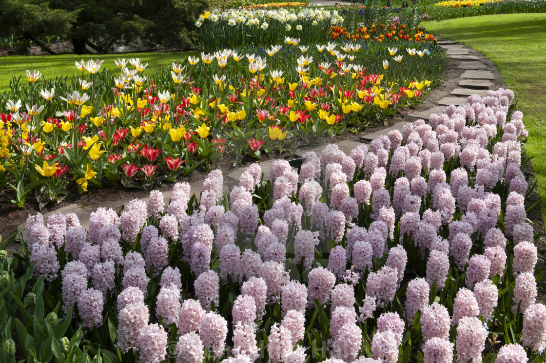"The annual bloom at Keukenhof Tulip and Flower Garden" by Yehoshua Halevi - $7.31 "The annual bloom at Keukenhof Tulip and Flower Garden" stock image