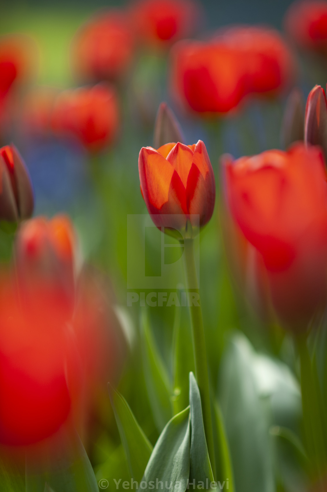 "The annual bloom at Keukenhof Tulip and Flower Garden" by Yehoshua Halevi - $7.29 "The annual bloom at Keukenhof Tulip and Flower Garden" stock image