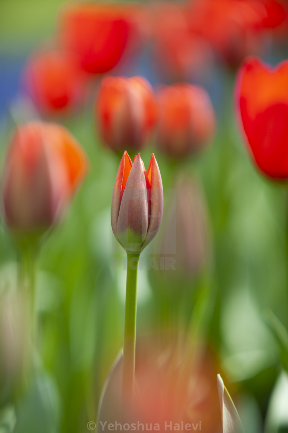 "The annual bloom at Keukenhof Tulip and Flower Garden" by Yehoshua Halevi - $7.31 "The annual bloom at Keukenhof Tulip and Flower Garden" stock image