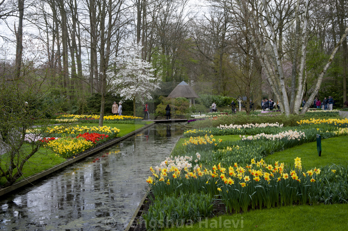 "The annual bloom at Keukenhof Tulip and Flower Garden" by Yehoshua Halevi - $7.31 "The annual bloom at Keukenhof Tulip and Flower Garden" stock image