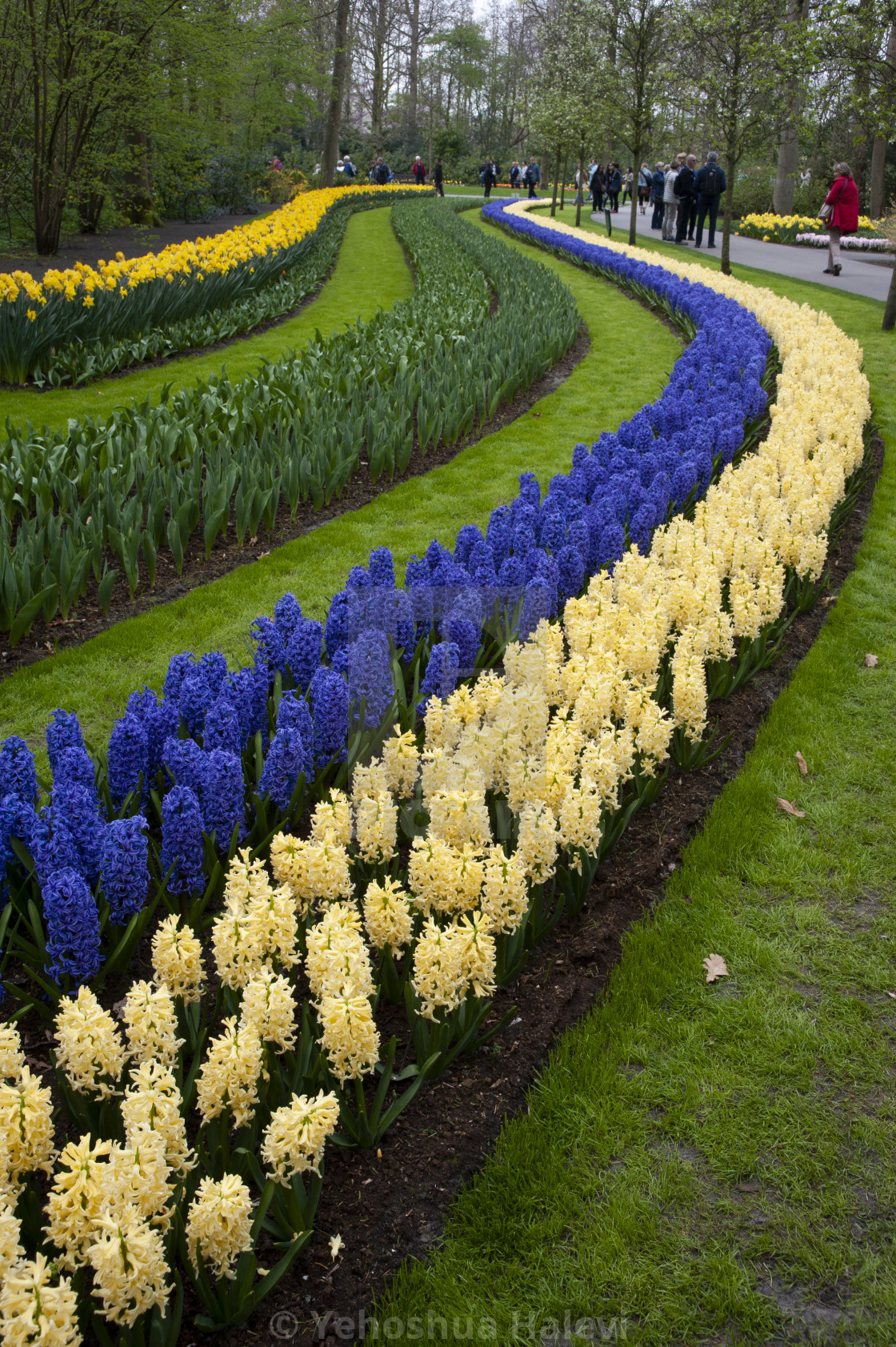 "The annual bloom at Keukenhof Tulip and Flower Garden" stock image