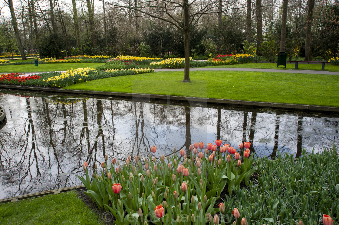 "The annual bloom at Keukenhof Tulip and Flower Garden" by Yehoshua Halevi - $7.31 "The annual bloom at Keukenhof Tulip and Flower Garden" stock image