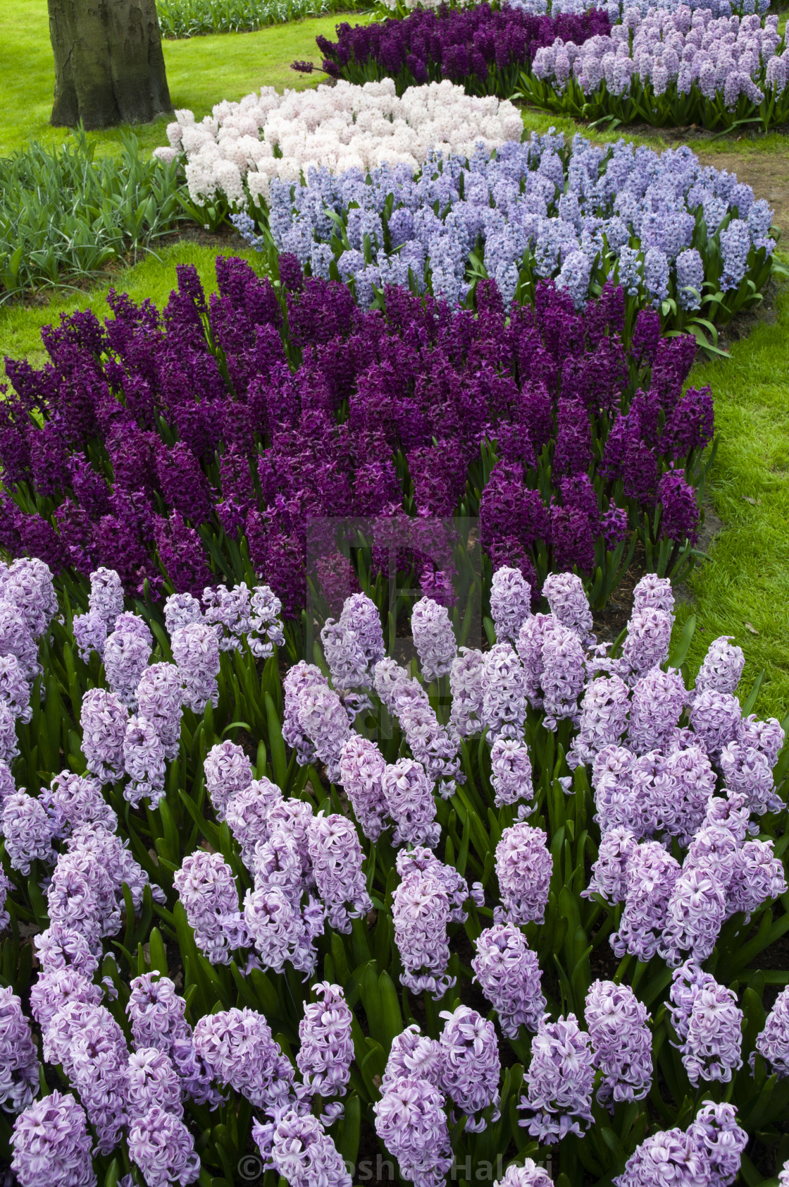 "The annual bloom at Keukenhof Tulip and Flower Garden" by Yehoshua Halevi - $7.29 "The annual bloom at Keukenhof Tulip and Flower Garden" stock image