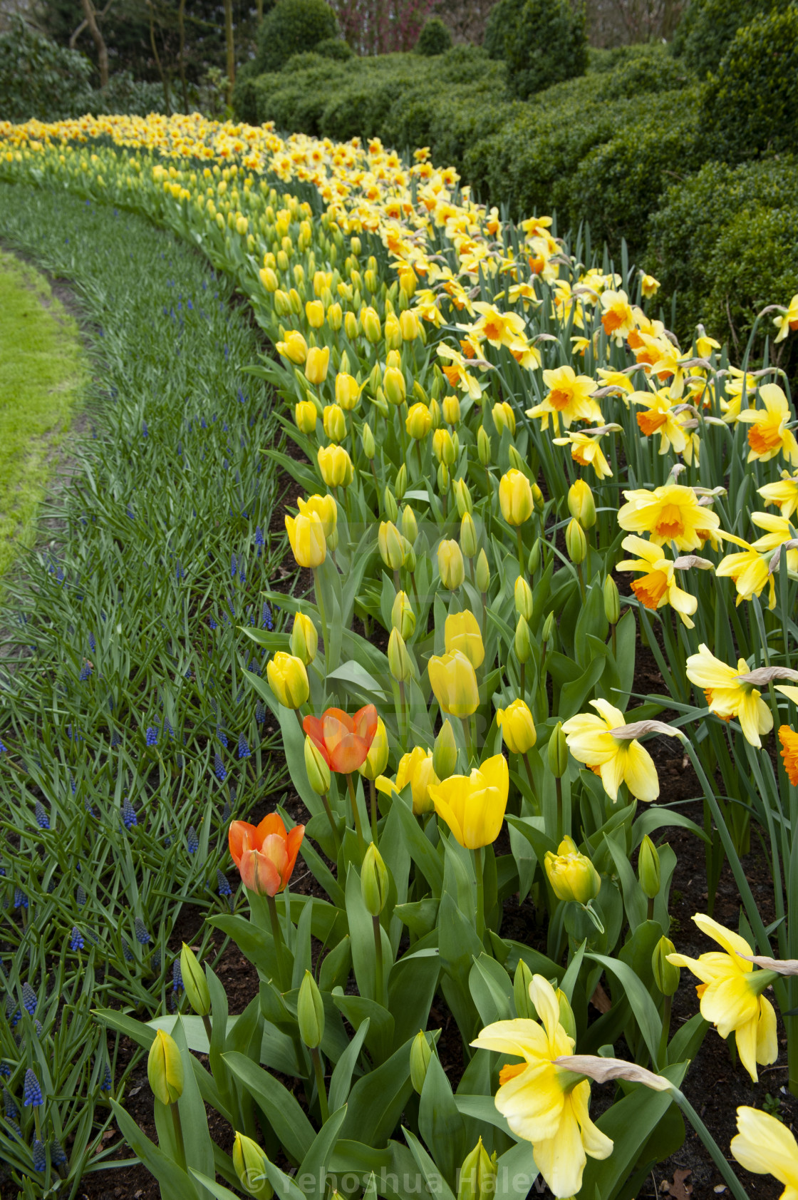 "The annual bloom at Keukenhof Tulip and Flower Garden" by Yehoshua Halevi - $7.31 "The annual bloom at Keukenhof Tulip and Flower Garden" stock image