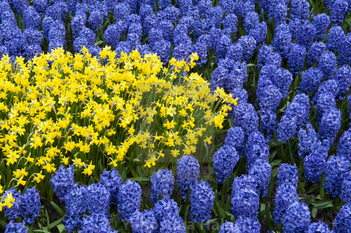 "The annual bloom at Keukenhof Tulip and Flower Garden" by Yehoshua Halevi - $7.31 "The annual bloom at Keukenhof Tulip and Flower Garden" stock image