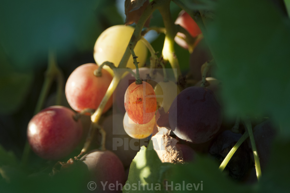"Ripe red grapes" stock image