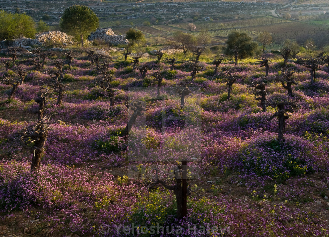 "Spring wildflowers carpet a vineyard in Israel" by Yehoshua Halevi - $9.77 "Spring wildflowers carpet a vineyard in Israel" stock image