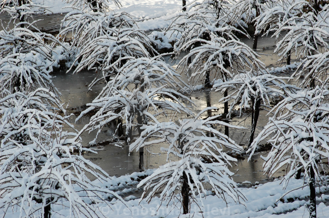 "Winter view of a vineyard following a snow storm" by Yehoshua Halevi - $6.11 "Winter view of a vineyard following a snow storm" stock image