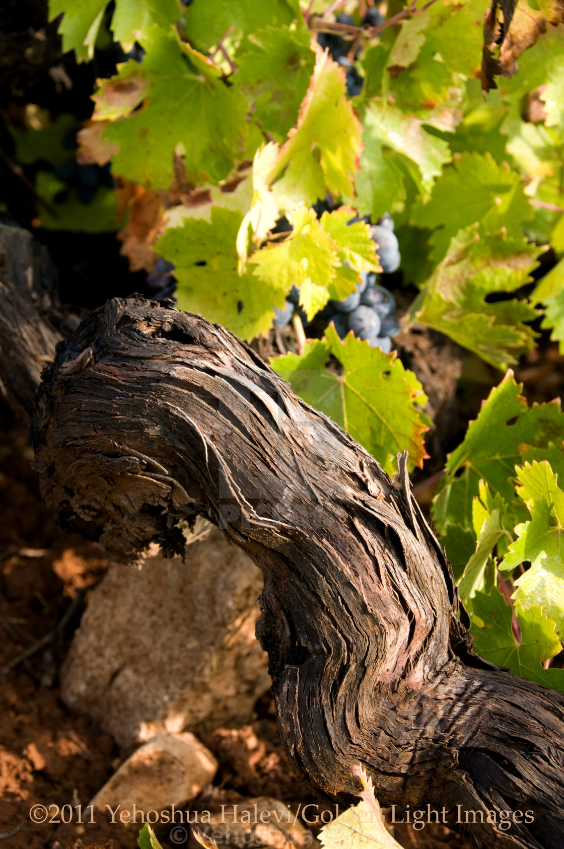 "Close up view of a textured grape vine" by Yehoshua Halevi - $6.11 "Close up view of a textured grape vine" stock image
