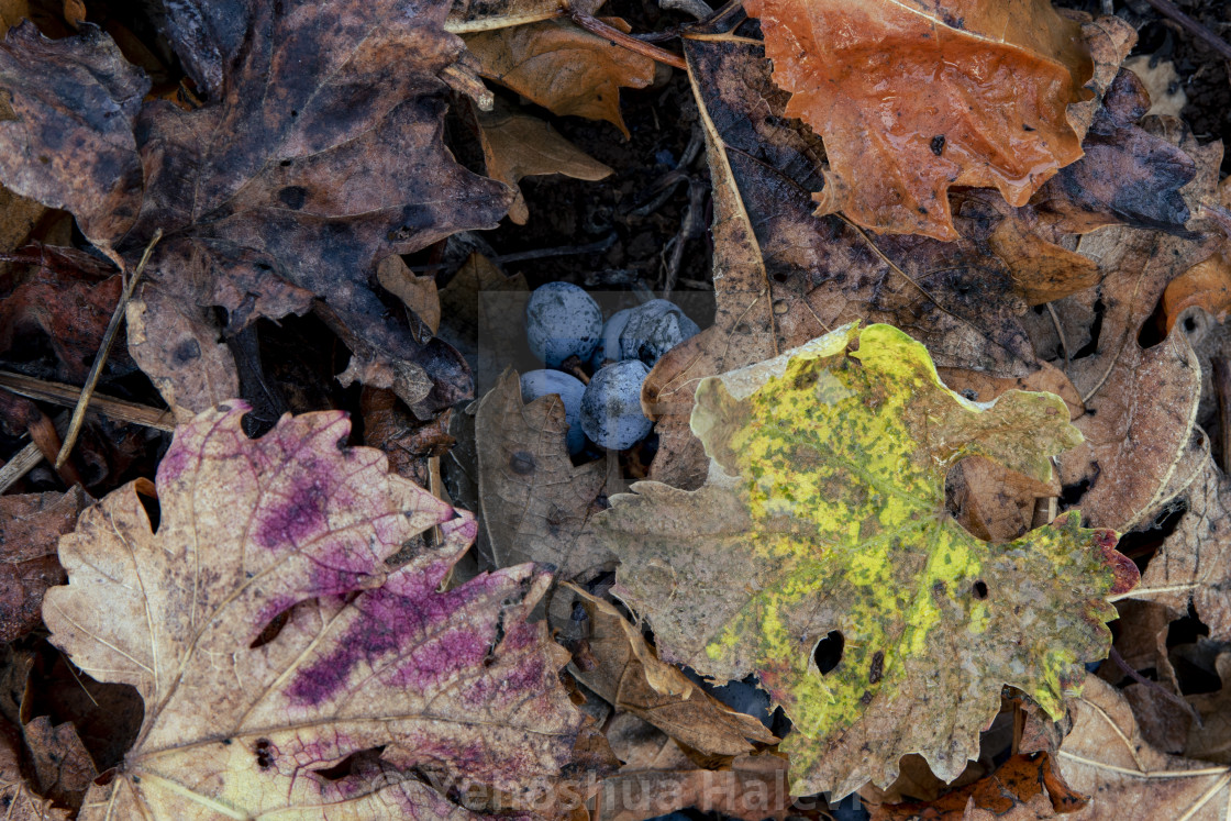 "Fallen grapes set amid multicolored grape leaves" by Yehoshua Halevi - $9.77 "Fallen grapes set amid multicolored grape leaves" stock image