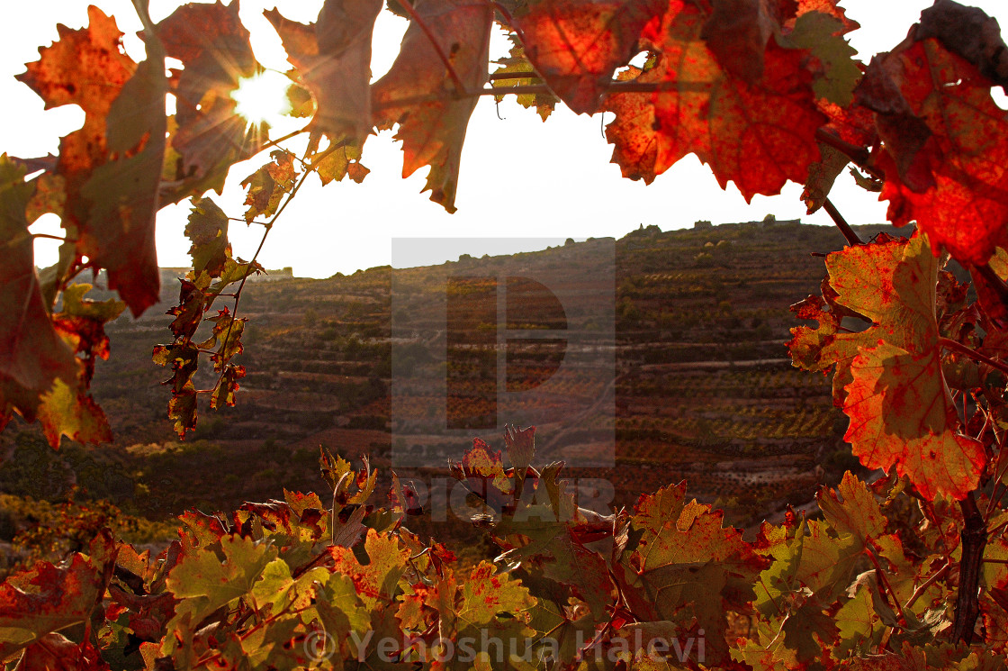 "A vineyard in fall in the Judean Mountains of central Israel" by Yehoshua Halevi - $9.77 "A vineyard in fall in the Judean Mountains of central Israel" stock image