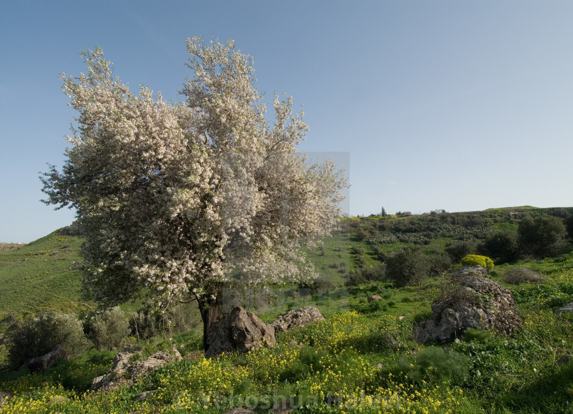 "Wild almond tree in Israel." stock image