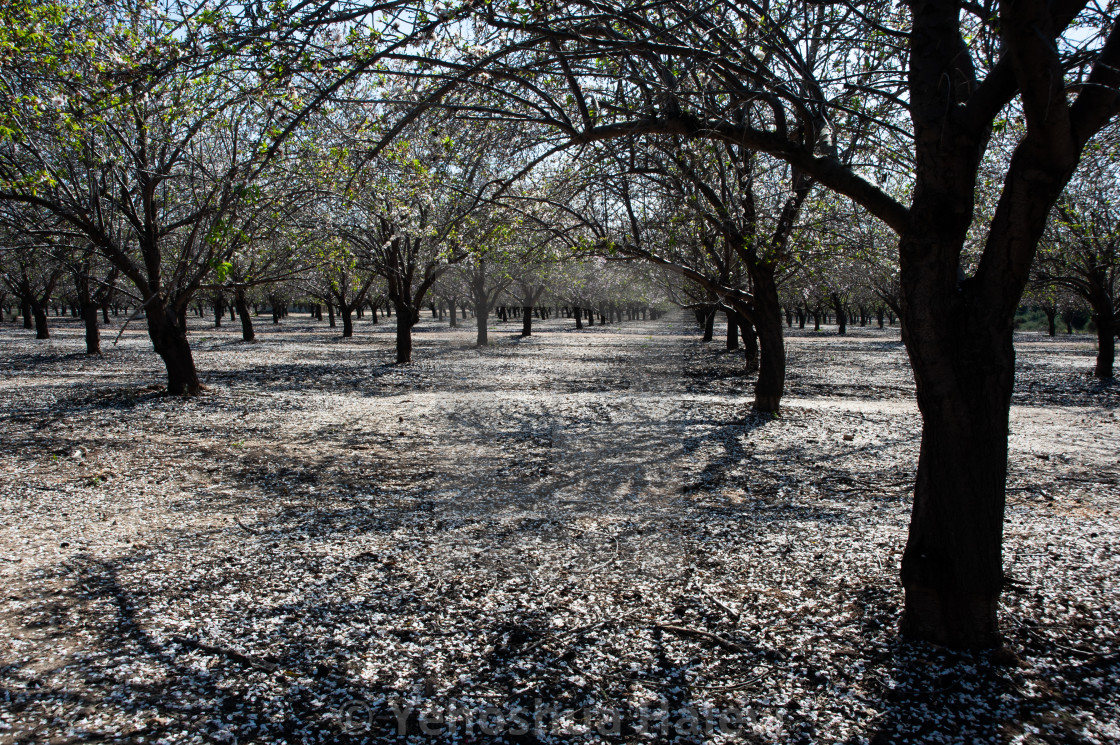 "Commercial almond orchard in springtime" by Yehoshua Halevi - $7.34 "Commercial almond orchard in springtime" stock image