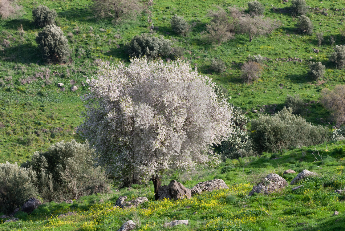 "Wild almond tree in Israel." by Yehoshua Halevi - $7.34 "Wild almond tree in Israel." stock image