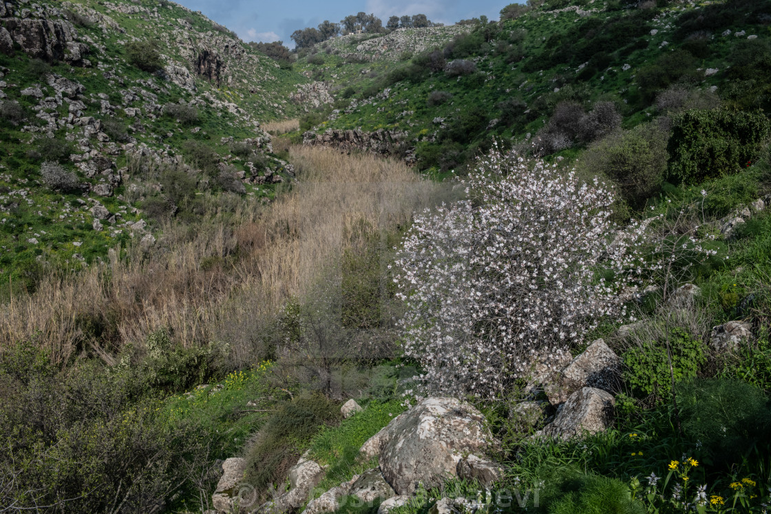 "Wild almond trees in Israel." by Yehoshua Halevi - $7.34 "Wild almond trees in Israel." stock image