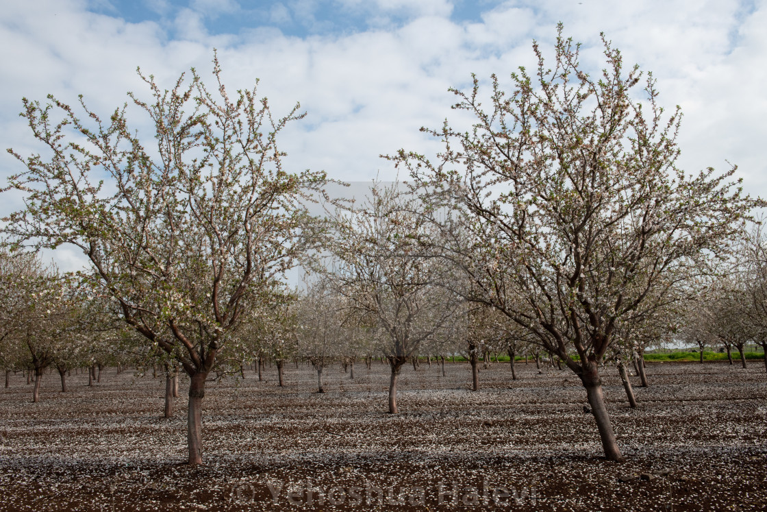 "Commercial almond orchard in springtime" by Yehoshua Halevi - $7.34 "Commercial almond orchard in springtime" stock image