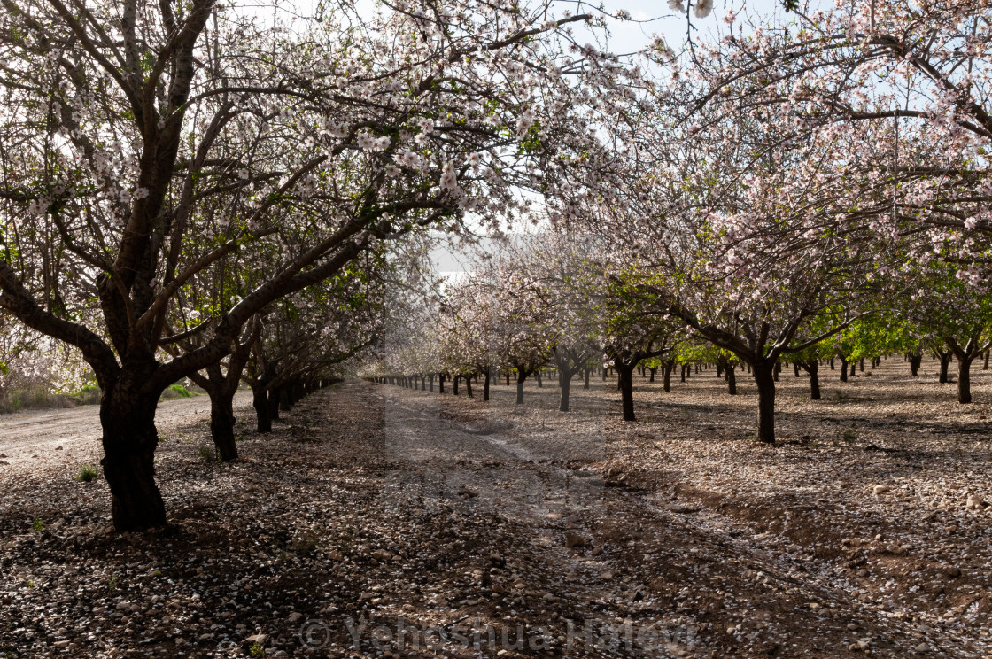 "Commercial almond orchard in springtime" by Yehoshua Halevi - $7.34 "Commercial almond orchard in springtime" stock image