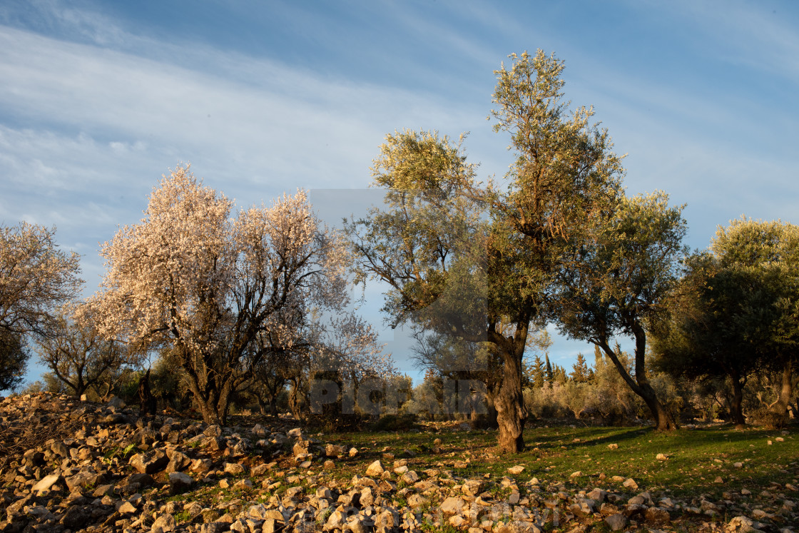 "Wild almond trees in Israel." by Yehoshua Halevi - $7.34 "Wild almond trees in Israel." stock image