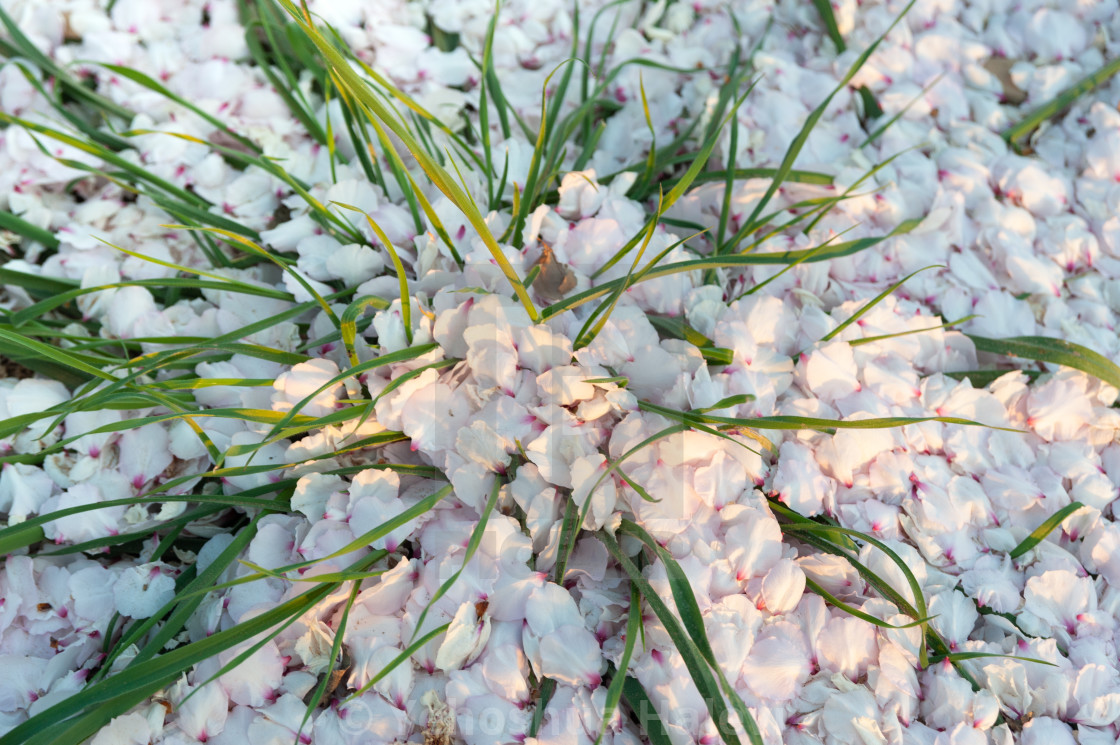 "White carpet of fallen almond blossoms" by Yehoshua Halevi - $7.34 "White carpet of fallen almond blossoms" stock image