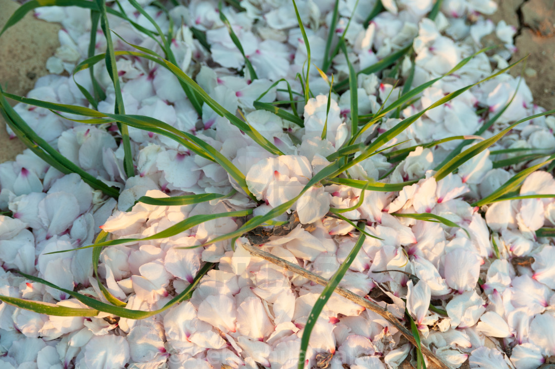 "White carpet of fallen almond blossoms" by Yehoshua Halevi - $7.34 "White carpet of fallen almond blossoms" stock image