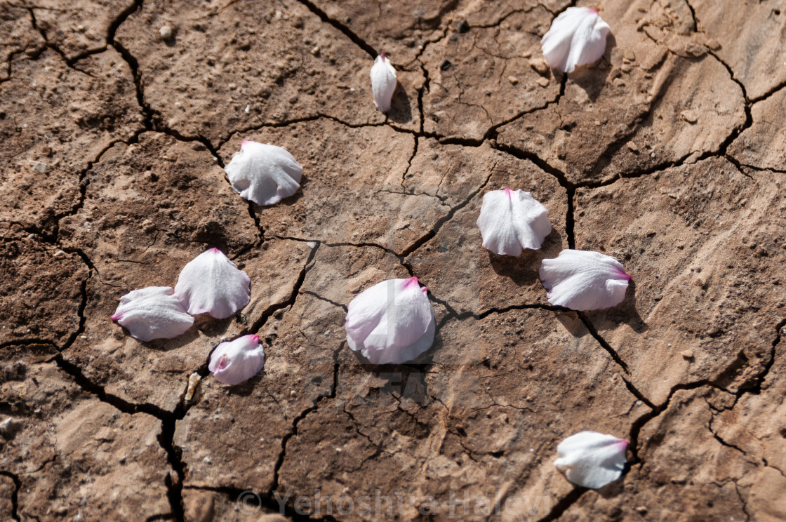 "Fallen almond blossoms" by Yehoshua Halevi - $7.34 "Fallen almond blossoms" stock image