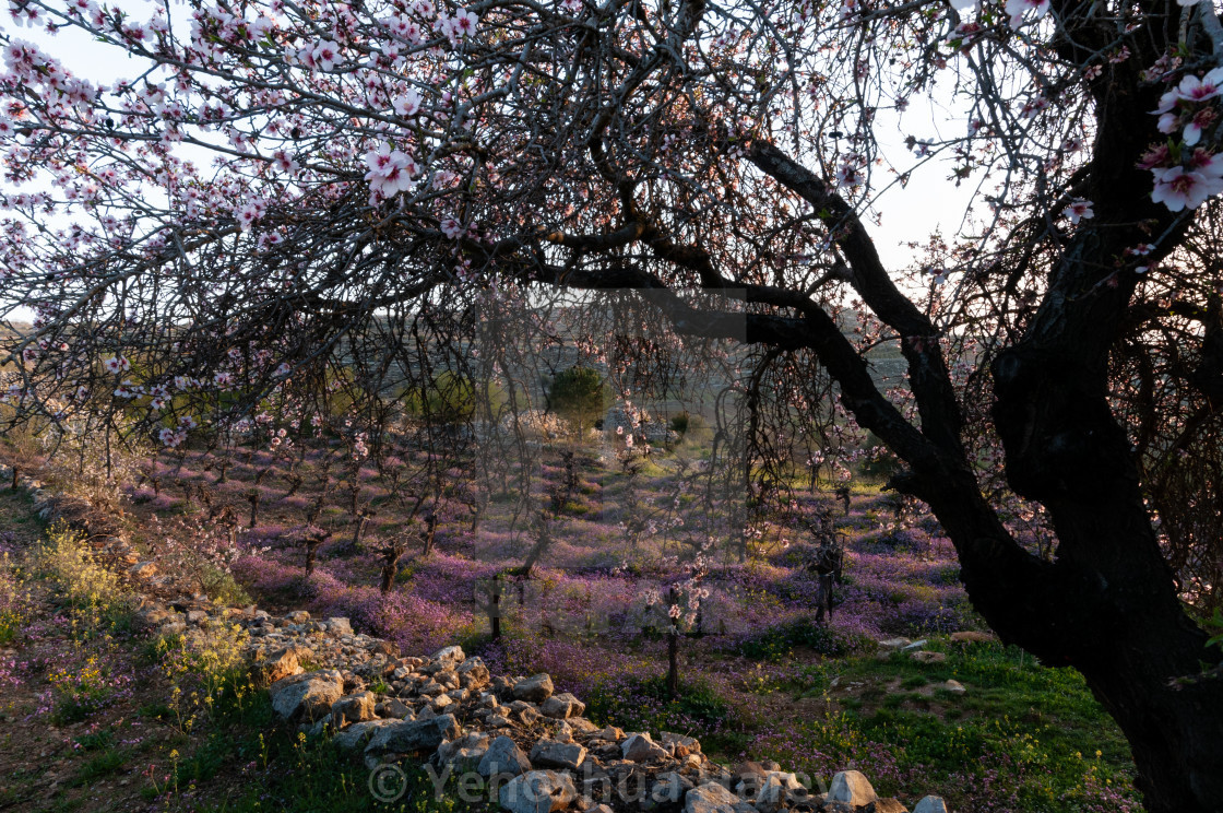"Flowering almond tree and vineyard" by Yehoshua Halevi - $7.34 "Flowering almond tree and vineyard" stock image