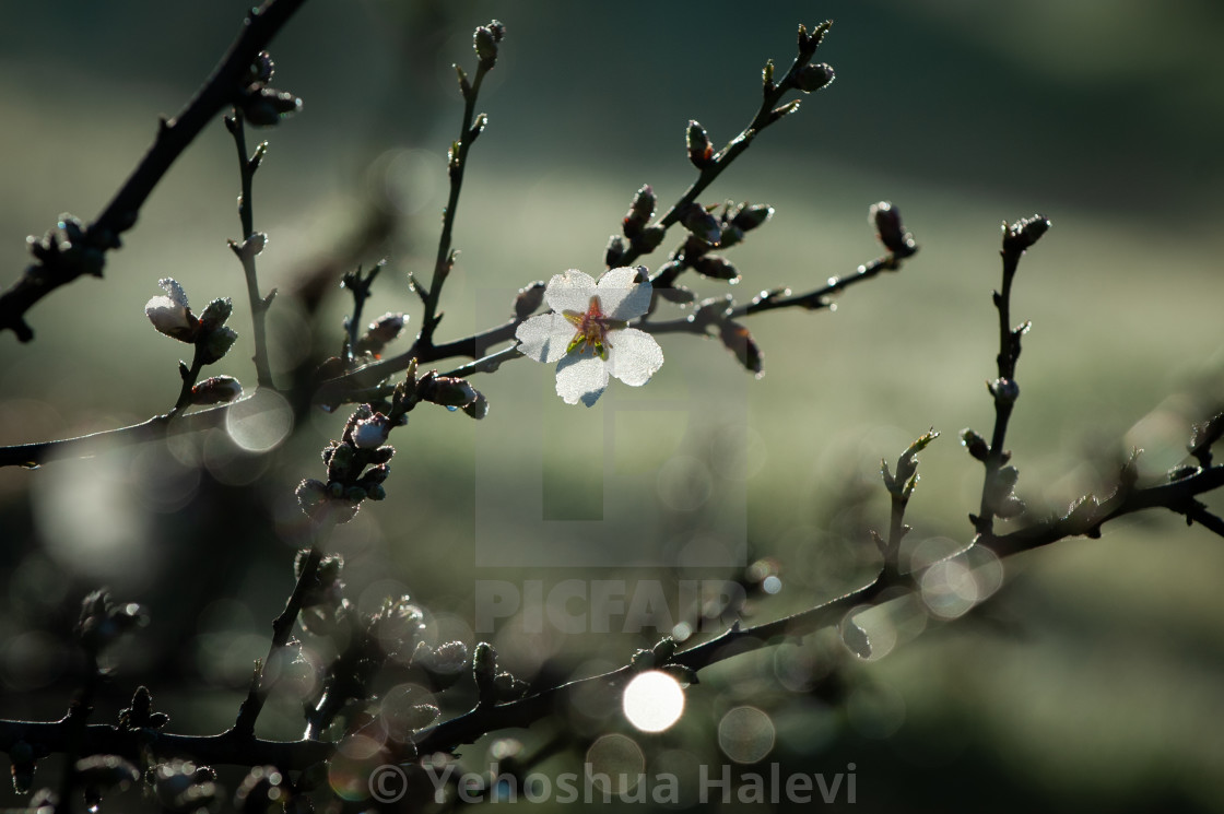 "Almond blossom and buds" by Yehoshua Halevi - $7.34 "Almond blossom and buds" stock image