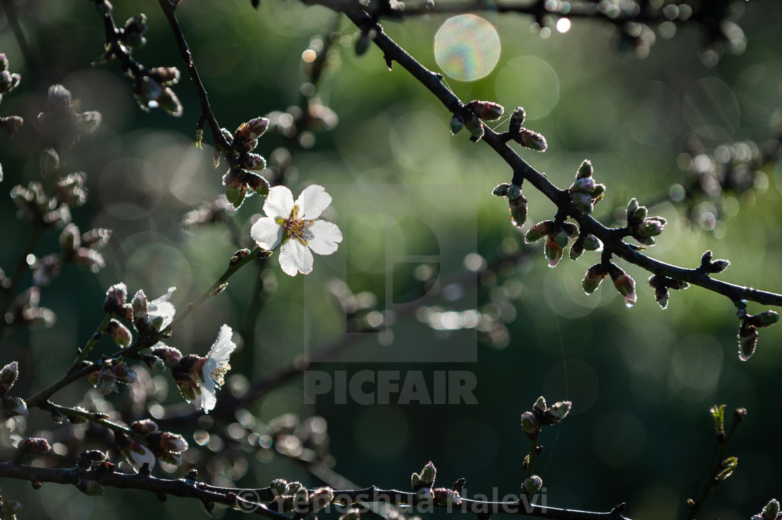 "Spectacular almond blossoms and new buds" by Yehoshua Halevi - $7.34 "Spectacular almond blossoms and new buds" stock image