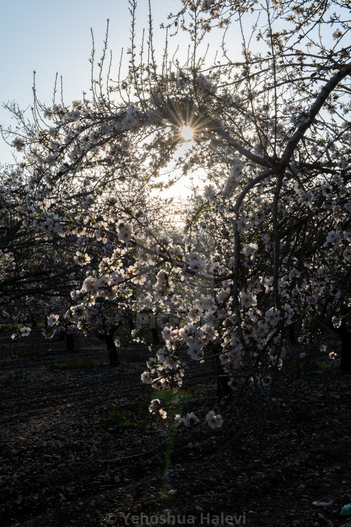 "Flowering almond tree and sunstar" by Yehoshua Halevi - $7.34 "Flowering almond tree and sunstar" stock image