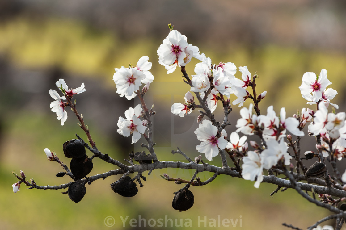 "Almond blossoms and fruit" by Yehoshua Halevi - $7.34 "Almond blossoms and fruit" stock image