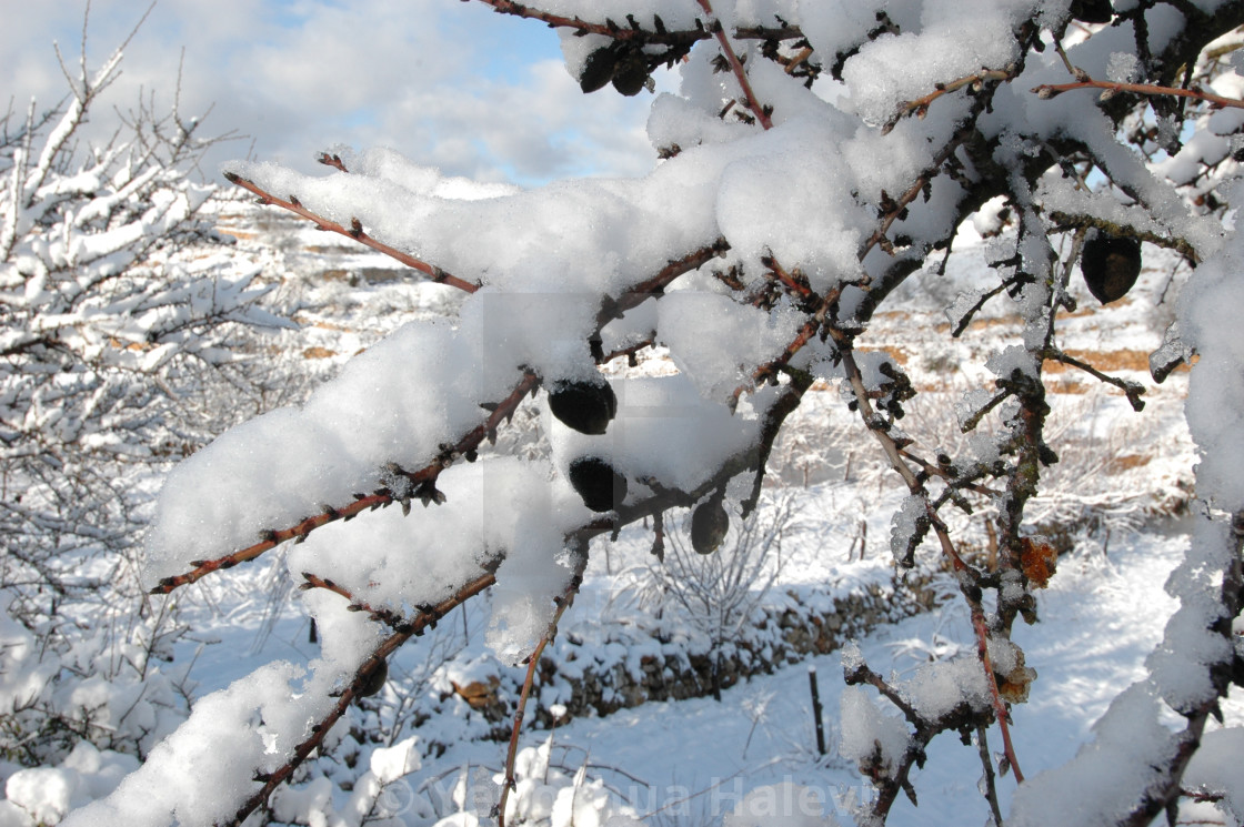"Snow collects on the branches of an almond tree" by Yehoshua Halevi - $7.34 "Snow collects on the branches of an almond tree" stock image