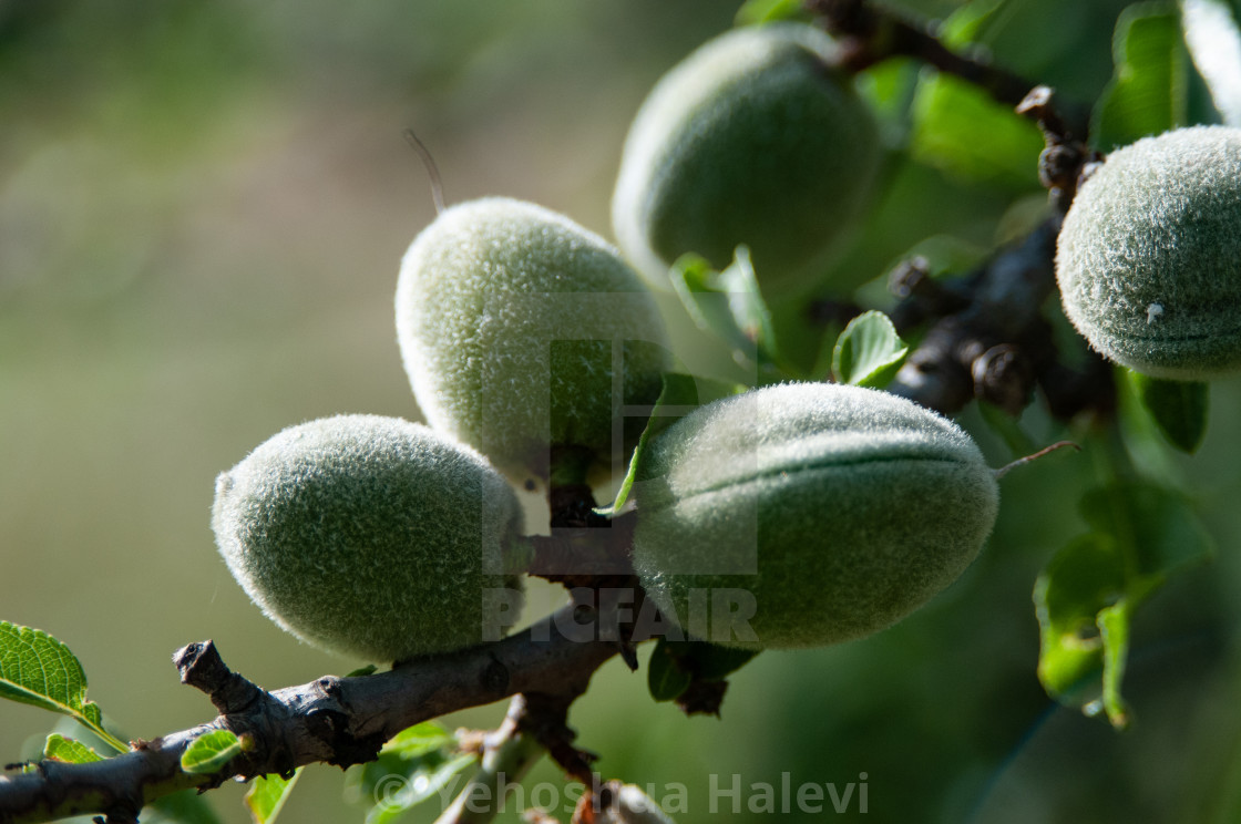 "Almond fruits ripening on a tree" by Yehoshua Halevi - $6.12 "Almond fruits ripening on a tree" stock image