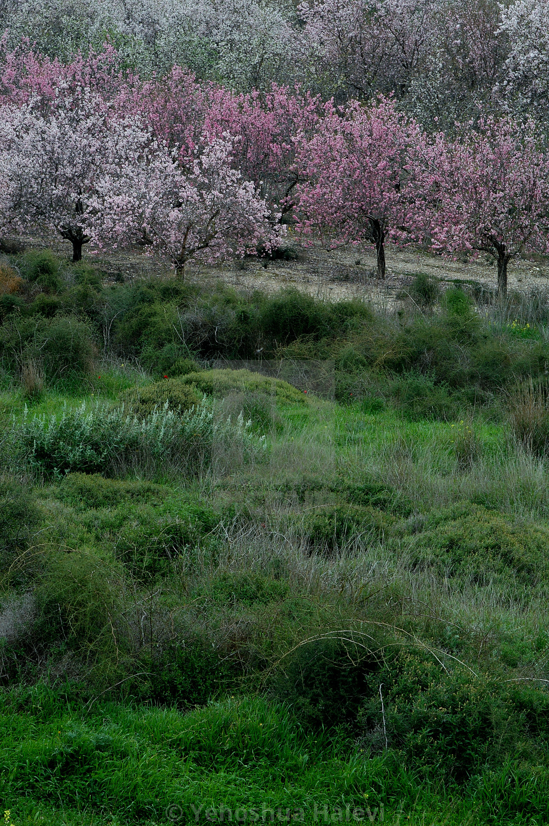 "Commercial almond orchard in full bloom" by Yehoshua Halevi - $6.12 "Commercial almond orchard in full bloom" stock image