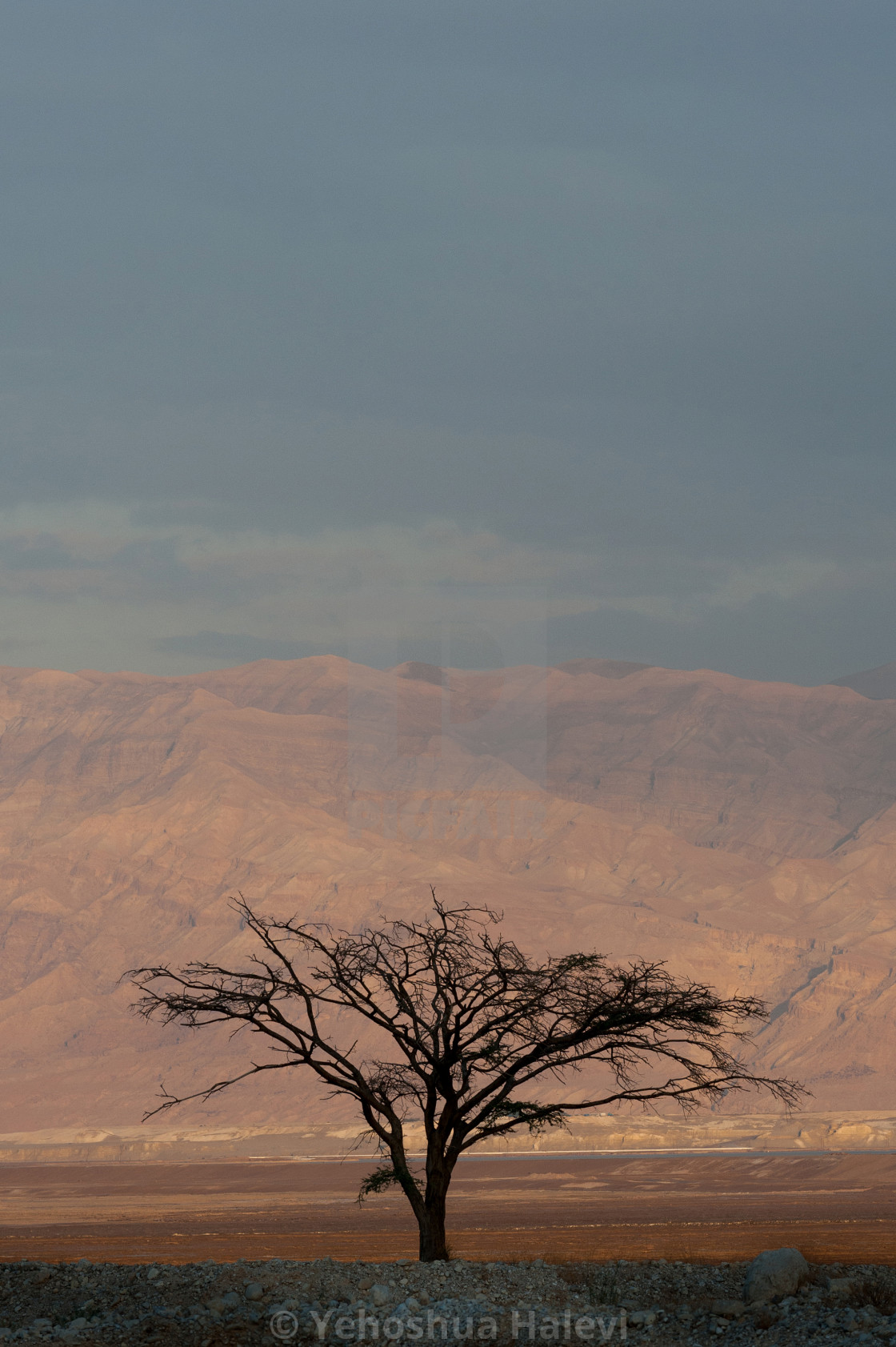 "Lone Acacia tree" by Yehoshua Halevi - $9.12 "Lone Acacia tree" stock image