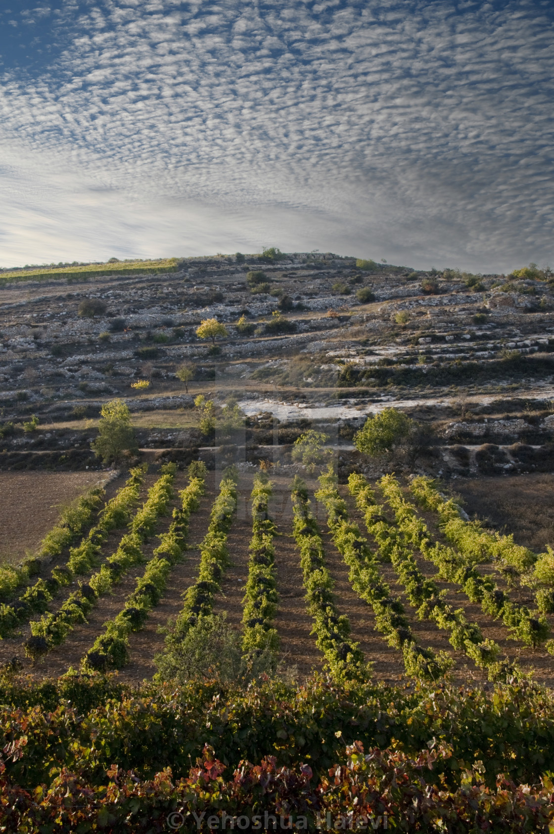 "Colorful valley planted with grapevines in Israel" by Yehoshua Halevi - $6.11 "Colorful valley planted with grapevines in Israel" stock image