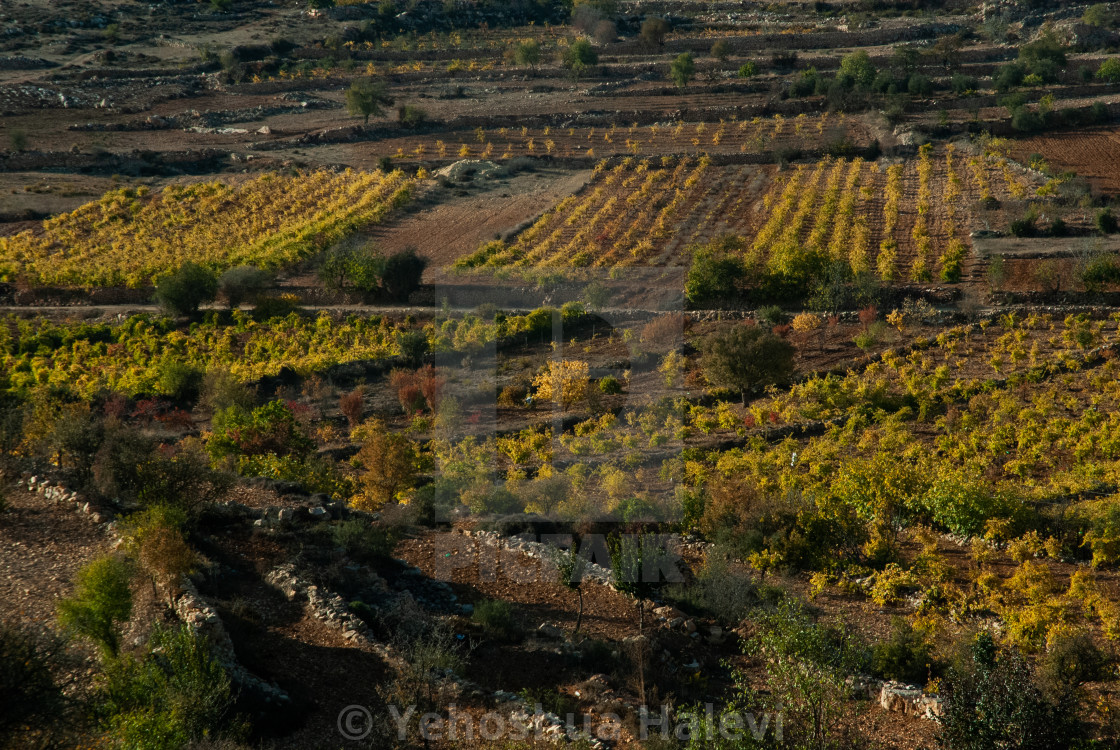 "Colorful valley planted with grapevines in Israel" by Yehoshua Halevi - $6.11 "Colorful valley planted with grapevines in Israel" stock image
