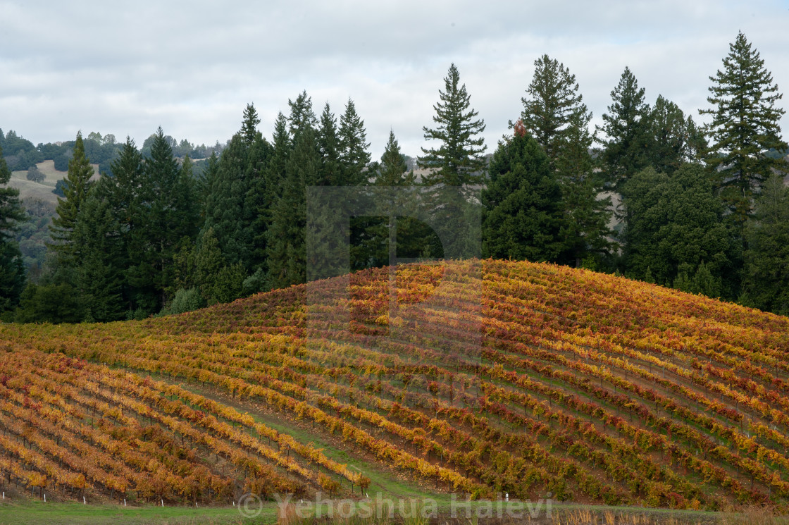 "Fall vineyard in northern California ablaze with color" by Yehoshua Halevi - $6.11 "Fall vineyard in northern California ablaze with color" stock image