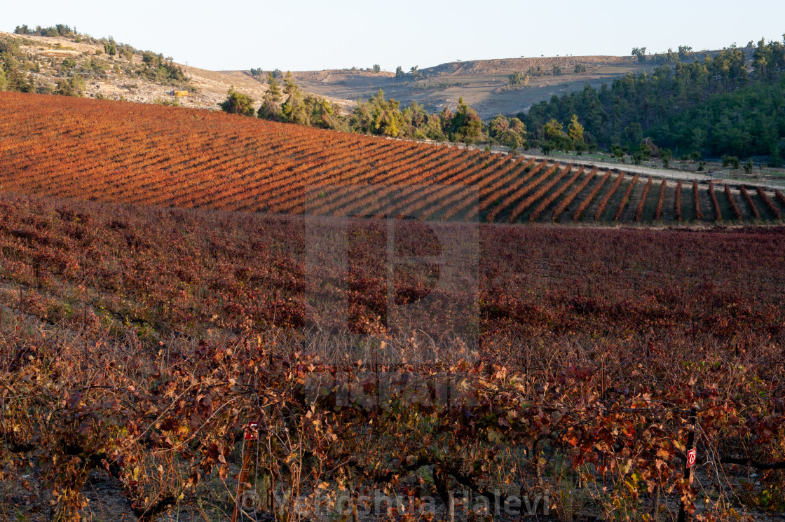"Vineyard in the mountains of northern Israel ablaze with fall color" by Yehoshua Halevi - $6.11 "Vineyard in the mountains of northern Israel ablaze with fall color" stock image