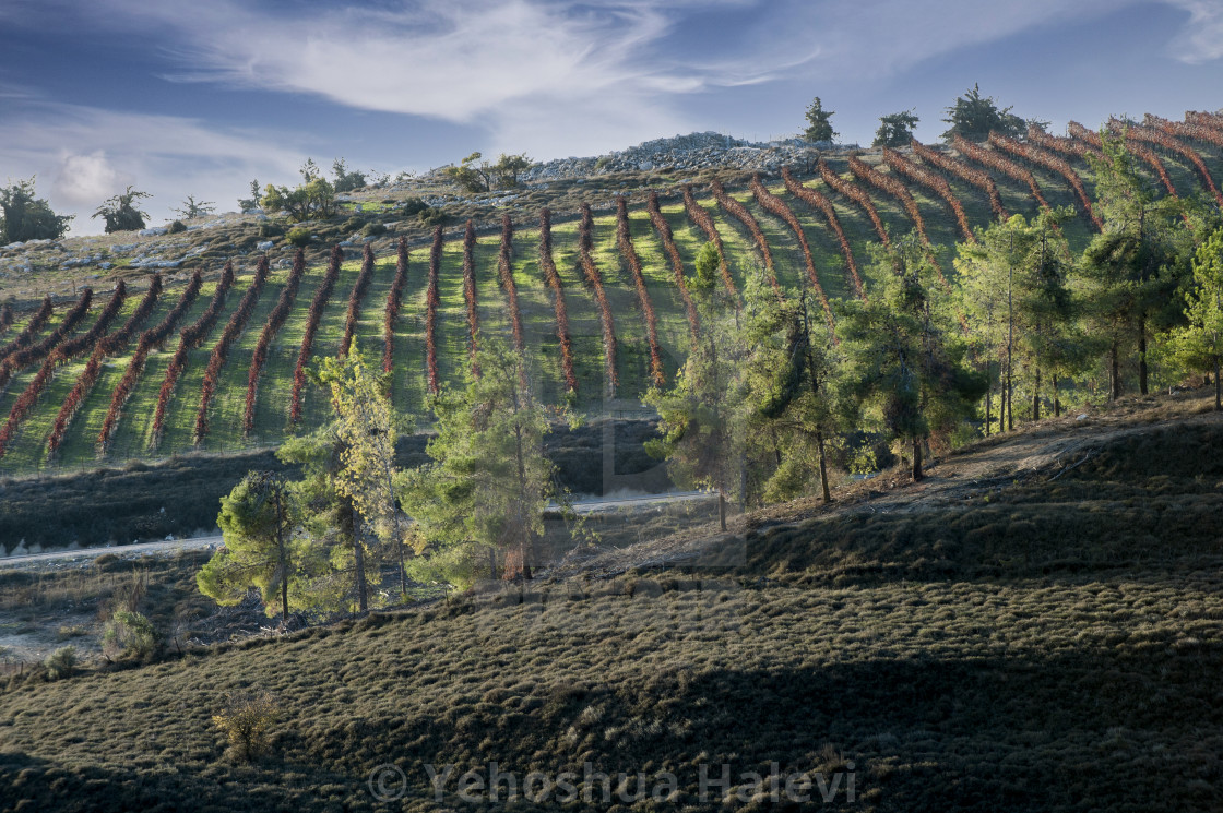 "Vineyard in the mountains of northern Israel ablaze with fall color" by Yehoshua Halevi - $6.11 "Vineyard in the mountains of northern Israel ablaze with fall color" stock image