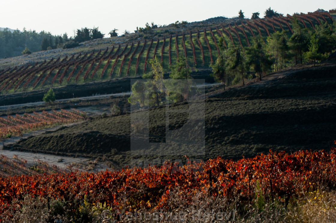 "Vineyard in the mountains of northern Israel ablaze with fall color" by Yehoshua Halevi - $6.11 "Vineyard in the mountains of northern Israel ablaze with fall color" stock image