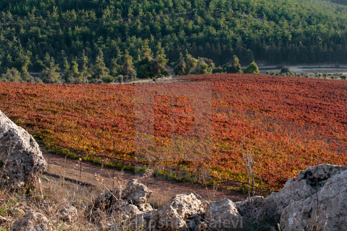 "Autumn vineyard in the mountains of northern Israel ablaze with fall color" by Yehoshua Halevi - $6.11 "Autumn vineyard in the mountains of northern Israel ablaze with fall color" stock image