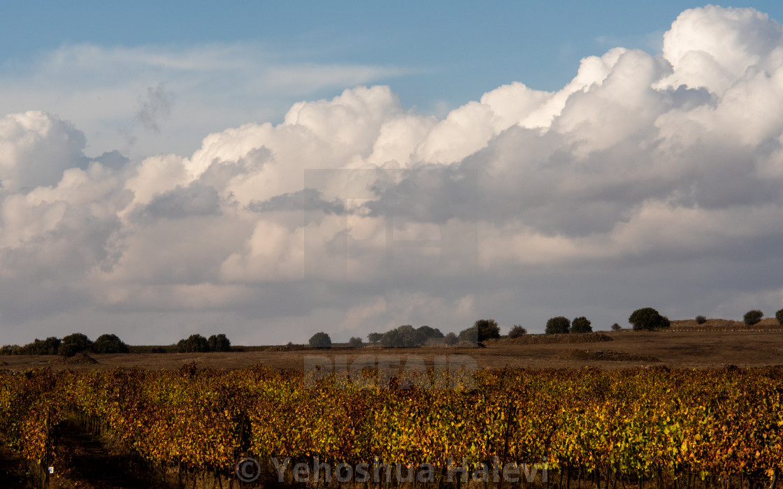 "Vineyard in the mountains of northern Israel ablaze with fall color" by Yehoshua Halevi - $6.11 "Vineyard in the mountains of northern Israel ablaze with fall color" stock image