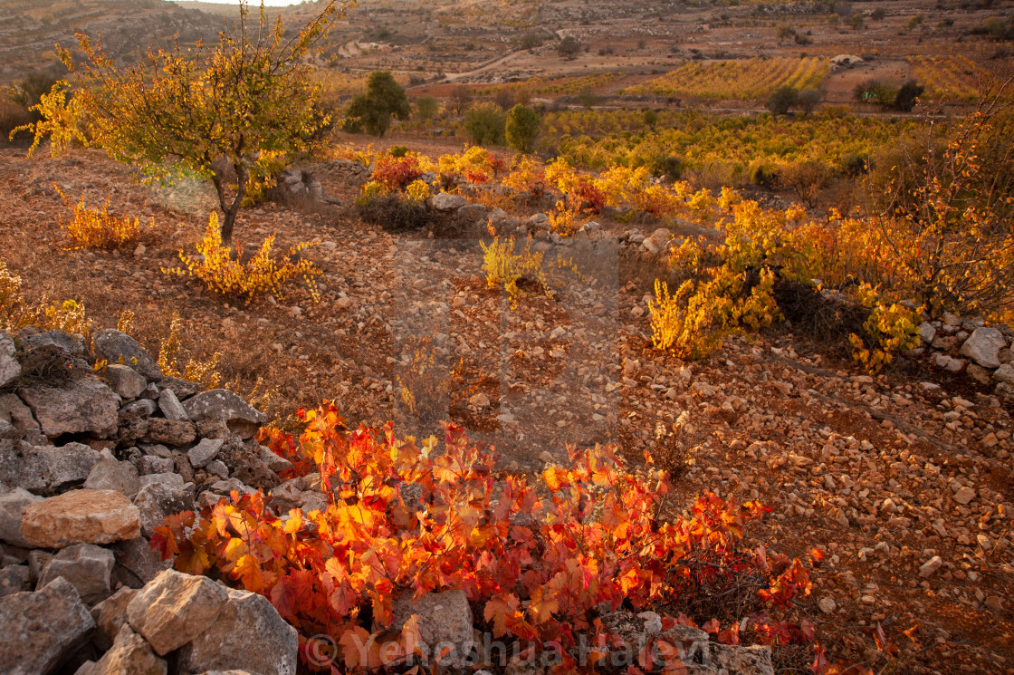 "Colorful grapevines turn orange and gold in autumn" by Yehoshua Halevi - $6.11 "Colorful grapevines turn orange and gold in autumn" stock image