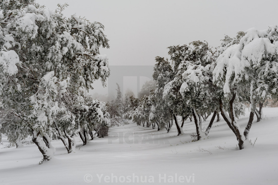 "Snow-covered olive orchard in central Israel's Judean Mountains following a rare winter snowstorm." by Yehoshua Halevi - $6.09 "Snow-covered olive orchard in central Israel's Judean Mountains following a rare winter snowstorm." stock image