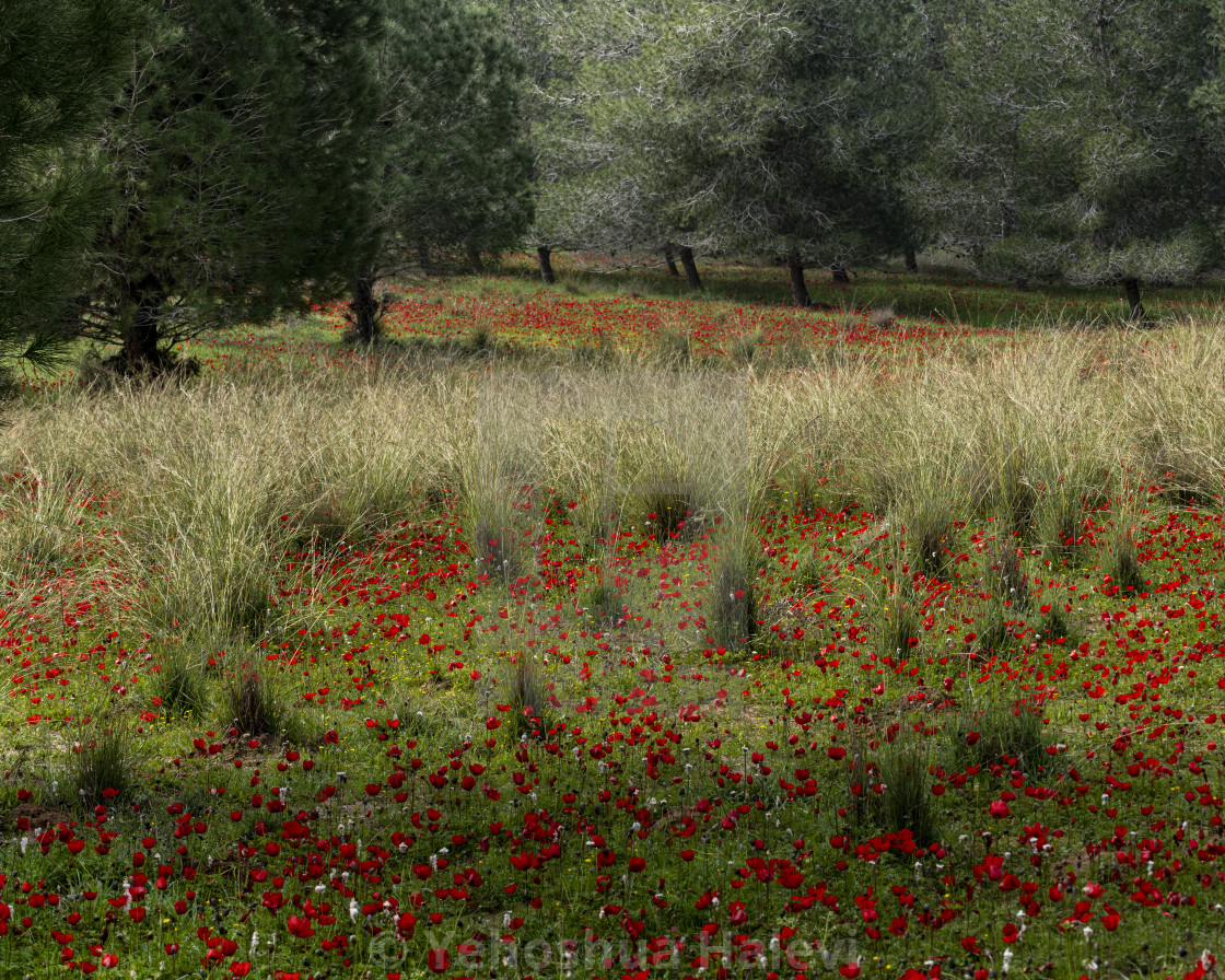 "Spring wildflowers and evergreen forest" by Yehoshua Halevi - $6.09 "Spring wildflowers and evergreen forest" stock image