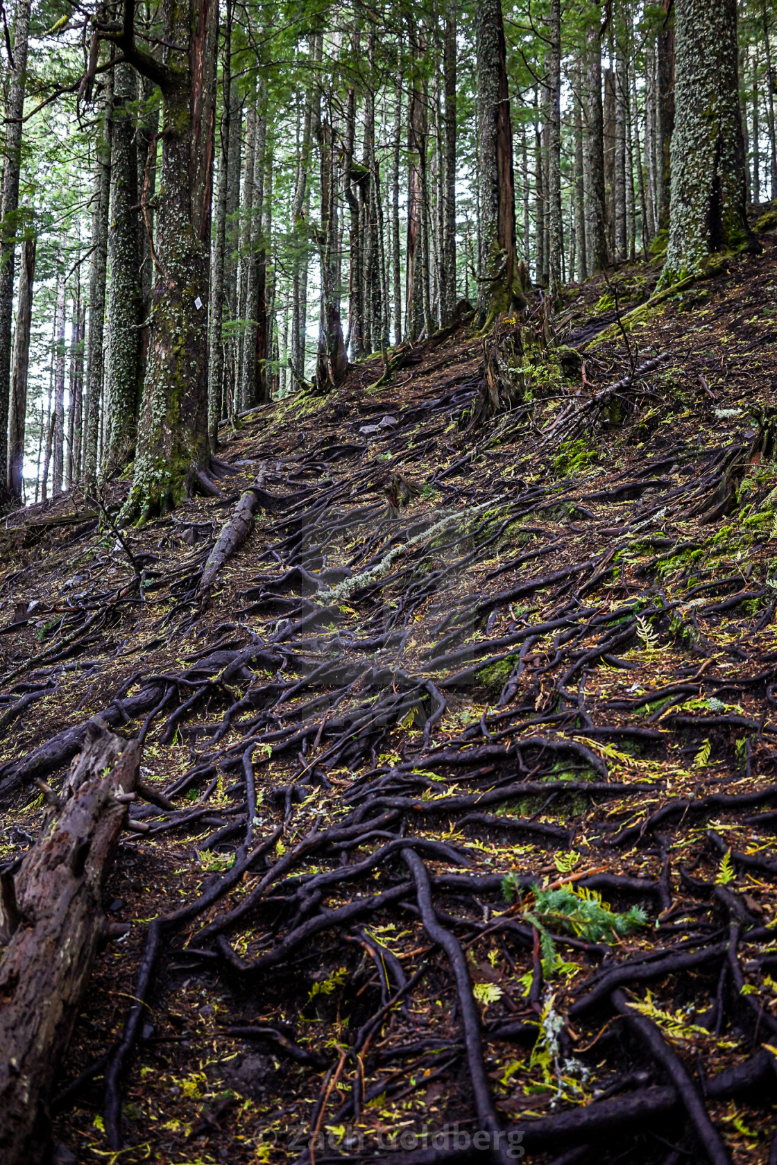 "Trail Roots" stock image