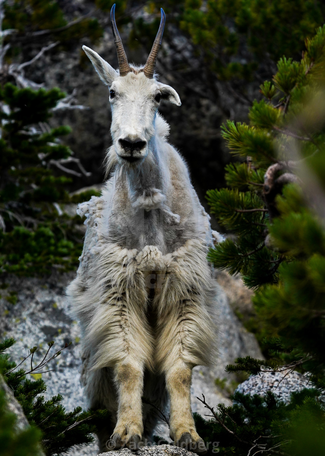 "Goat in Enchantments" stock image