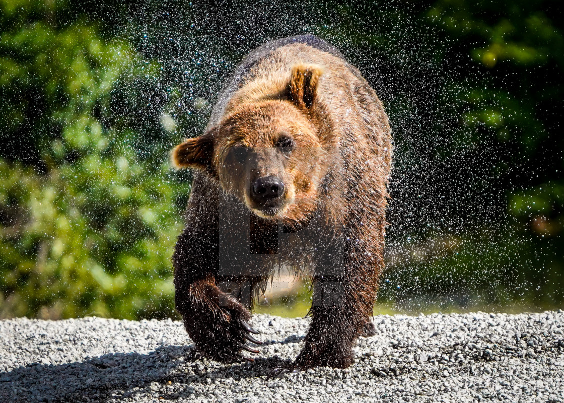 "Bear Shake" stock image