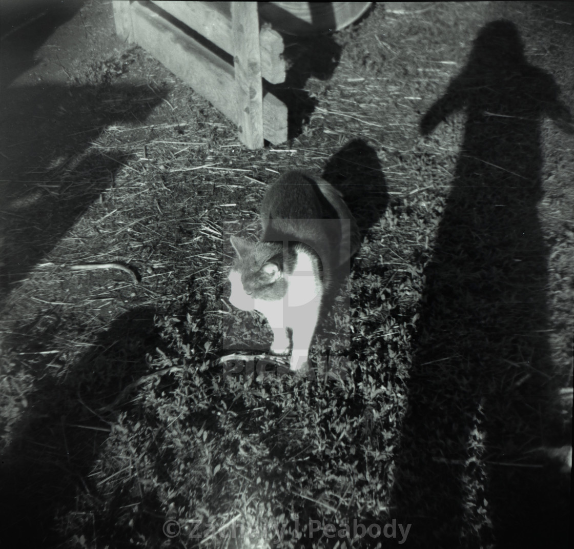 "Cat w/ Photographer's Shadow" stock image