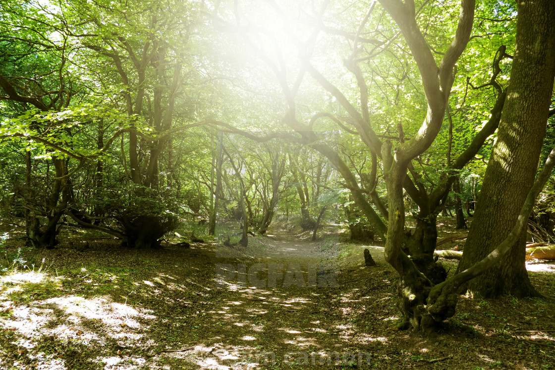 "sunshine in the woods in the Chiltern Hills" stock image